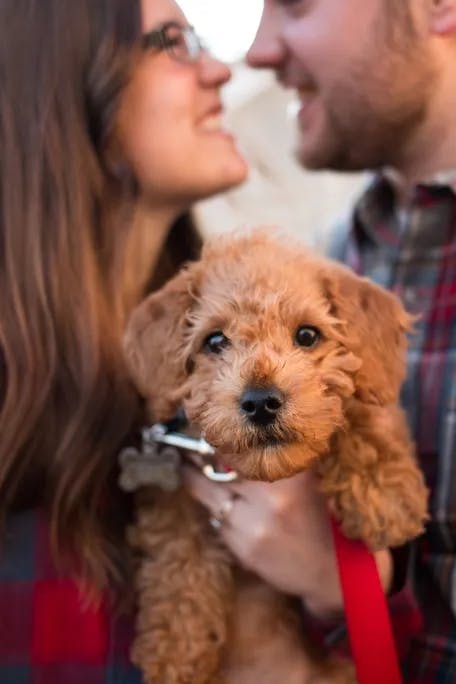 couple smiling holding their new, small mini labradoodle